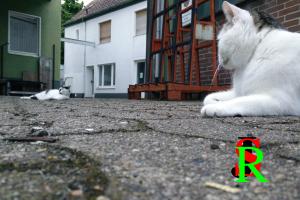 Pico und Rudi