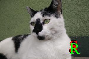 Pico